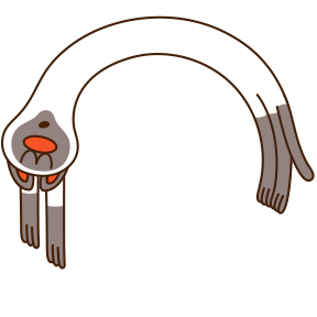cat 4