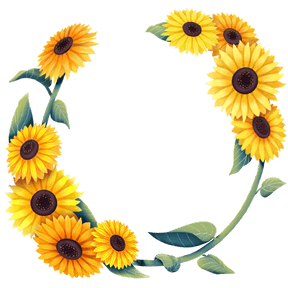 sunflowers